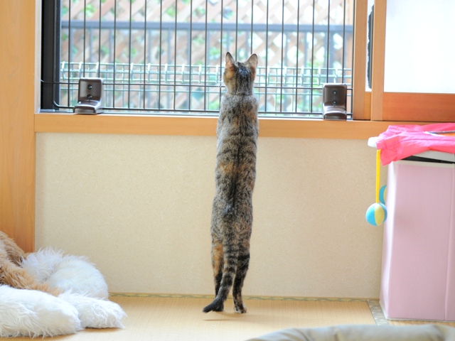 眠たい午後_a0126590_10421675.jpg