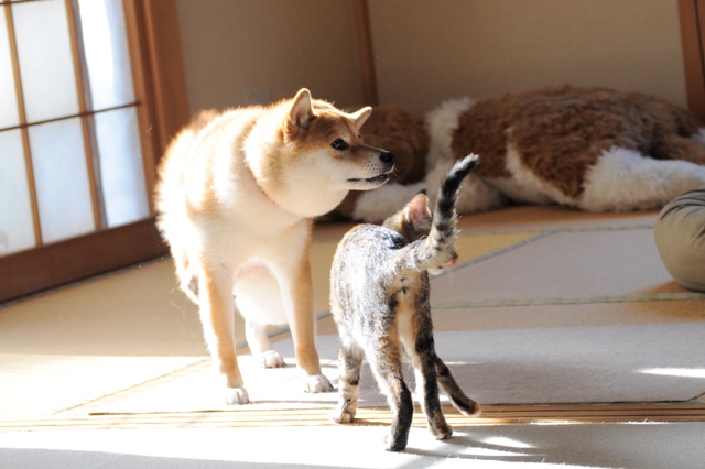 眠たい午後_a0126590_10425338.jpg