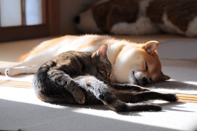 眠たい午後_a0126590_10433423.jpg