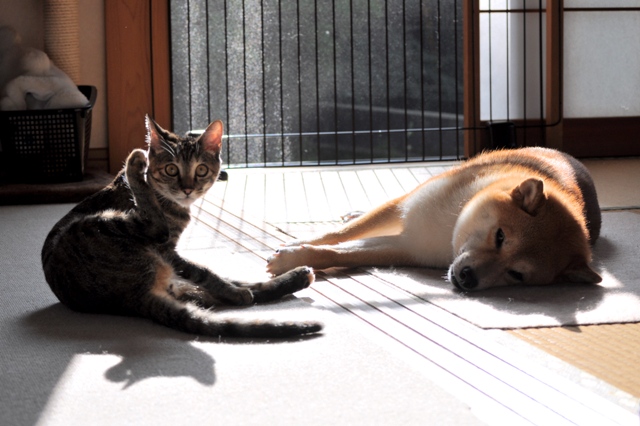 眠たい午後_a0126590_10442822.jpg