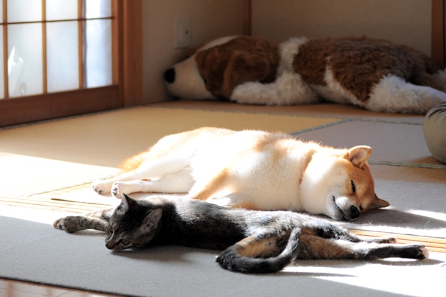眠たい午後_a0126590_1044416.jpg
