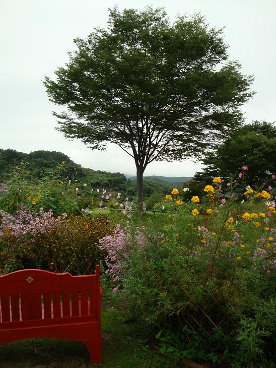 秋雨の中　花散歩 & ３連休_f0075595_20322582.jpg