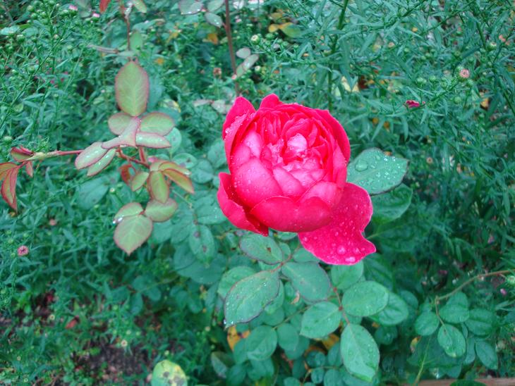 秋雨の中　花散歩 & ３連休_f0075595_20331779.jpg