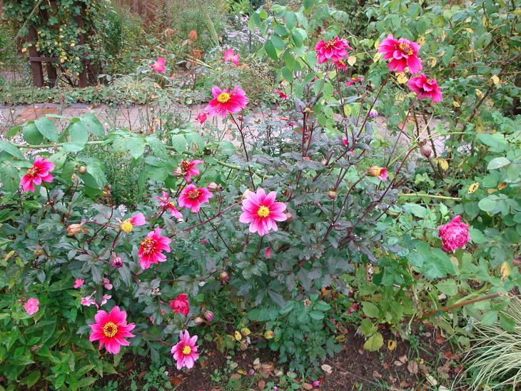 秋雨の中　花散歩 & ３連休_f0075595_20333750.jpg