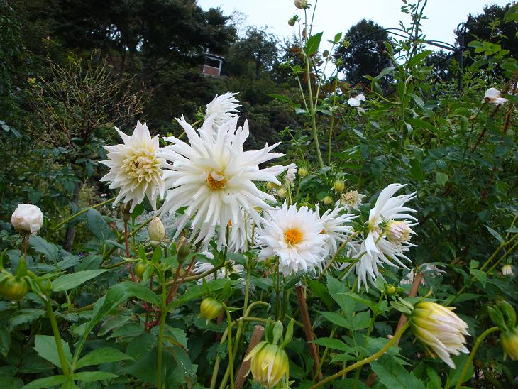 秋雨の中　花散歩 & ３連休_f0075595_20343187.jpg