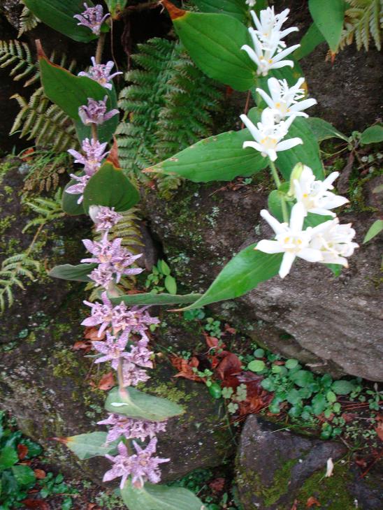 秋雨の中　花散歩 & ３連休_f0075595_20375254.jpg