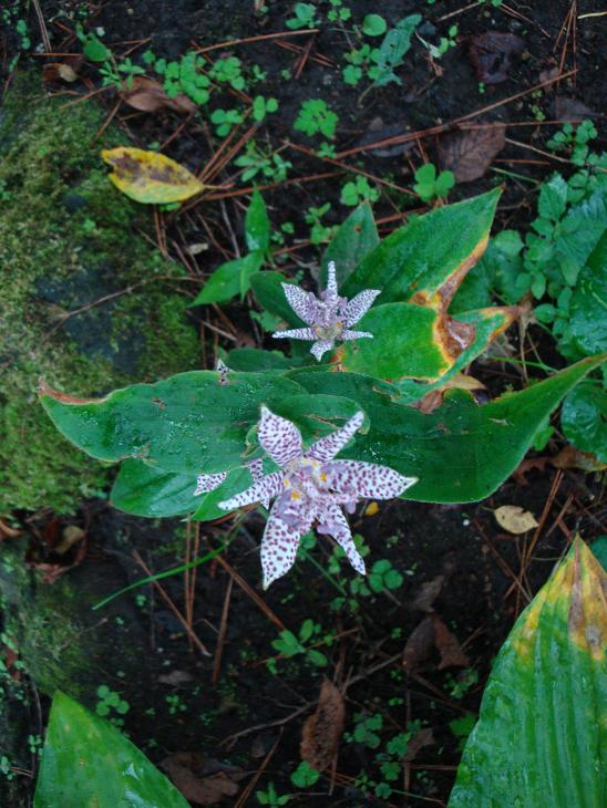 秋雨の中　花散歩 & ３連休_f0075595_20381634.jpg