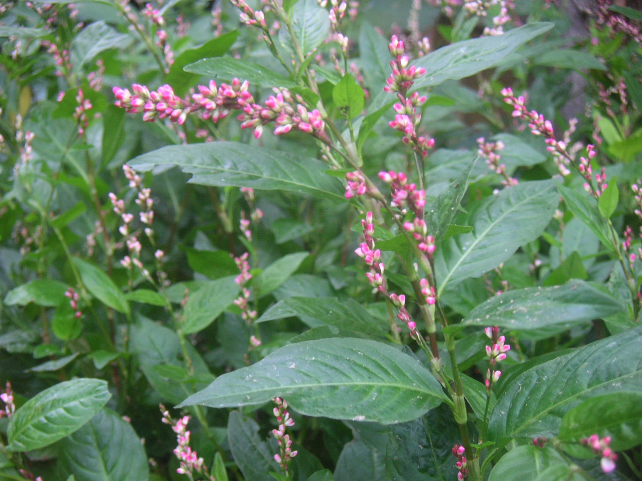 藍草 赤い花 白い花 10 染色日記 いろのいのち