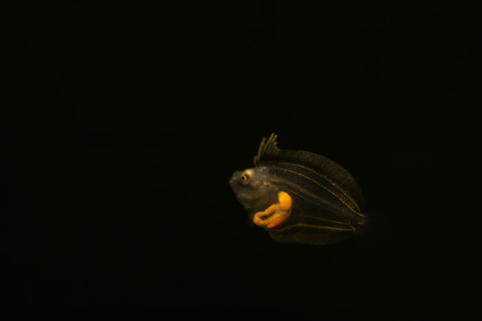 ヒラメ（稚魚）_a0012103_6442372.jpg