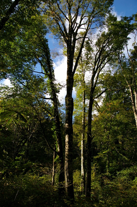 小国探索part1：朝日連峰の原始の姿_b0050305_22565491.jpg