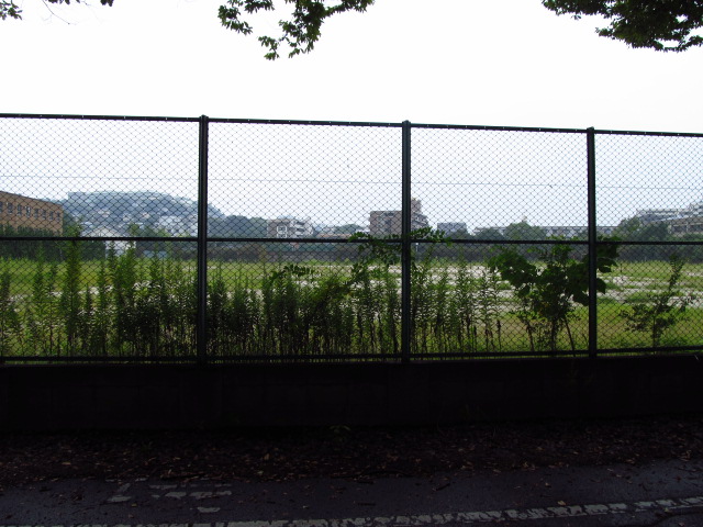 九州大学六本松キャンパスで青春を謳歌したすべての人たちに捧ぐ 後編 旧 とりあえず俺と踊ろう