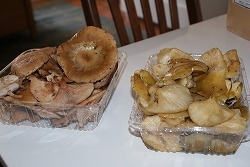 f0170524_10483666.jpg