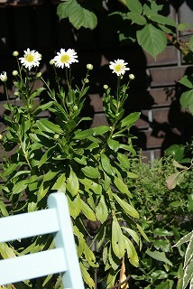 f0170524_1134566.jpg