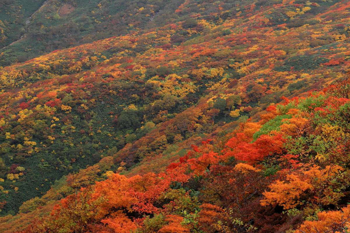 栗駒山の紅葉（２）_d0106628_5531714.jpg