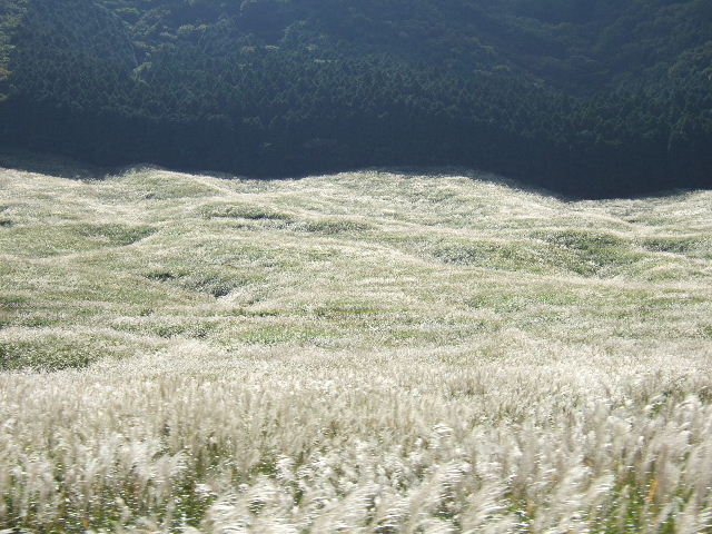 仙石原のススキ他2010_e0064133_057391.jpg