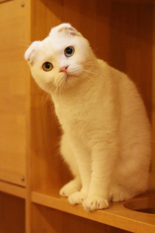 奈良県生駒 Neko Cafe Cattail 新 間違いだらけの猫カフェ選び