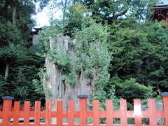 c0097838_1912149.jpg