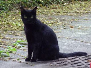 そと猫のお友だち ぽんこちゃん編。_a0143140_19465779.jpg