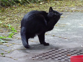 そと猫のお友だち ぽんこちゃん編。_a0143140_19494519.jpg