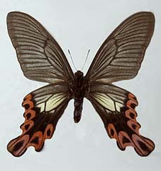 フトオアゲハ♂標本 ★台湾産★有名種 104mm 美麗標本状態⭕️ 入手困難 北杜夫・「谿間にて」 幻と消えたフトオアゲハ (No.855 10/10/12