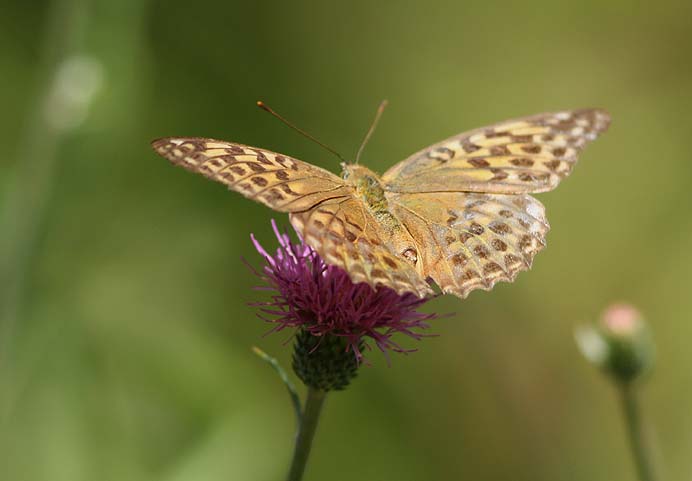 d0146854_11252545.jpg