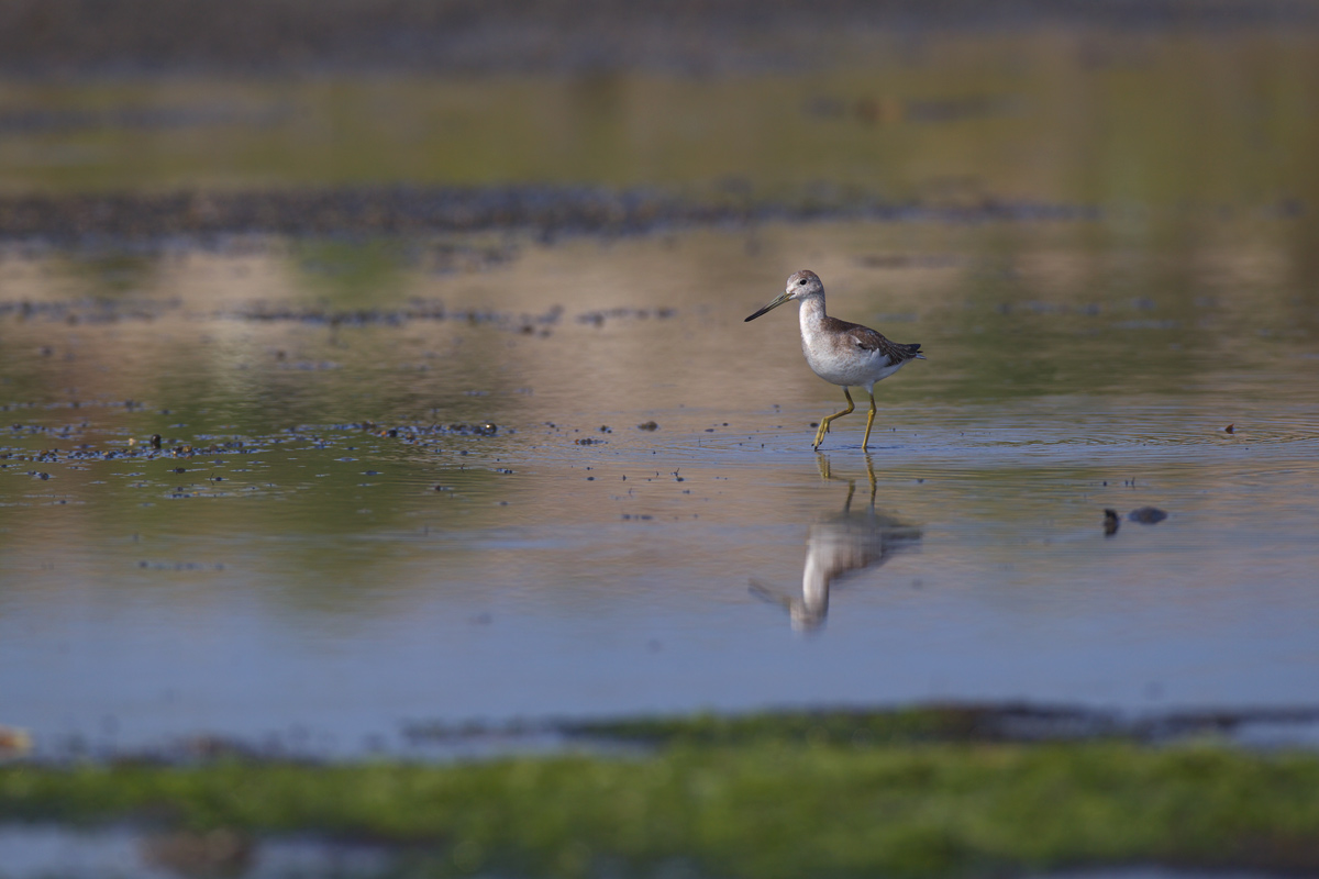 カラフトアオアシシギ（Nordmann\'s greenshank）_d0013455_1951093.jpg