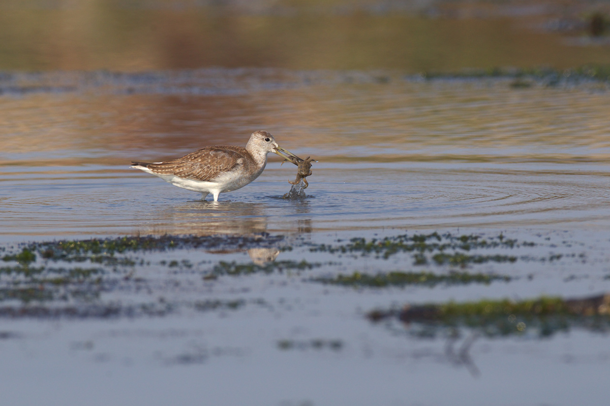 カラフトアオアシシギ（Nordmann\'s greenshank）_d0013455_19555012.jpg