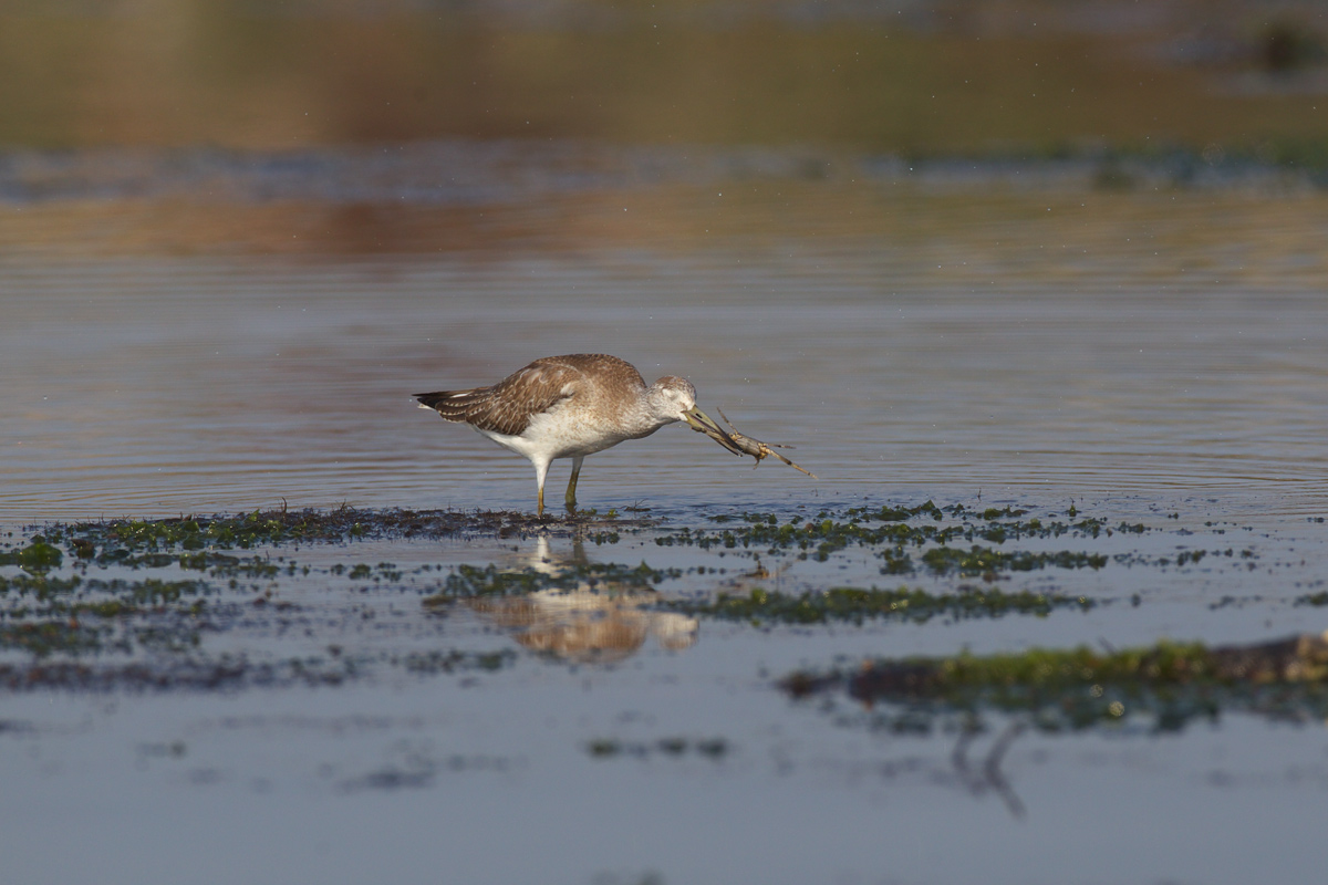 カラフトアオアシシギ(Nordmann\'s greenshank)_d0013455_19565924.jpg