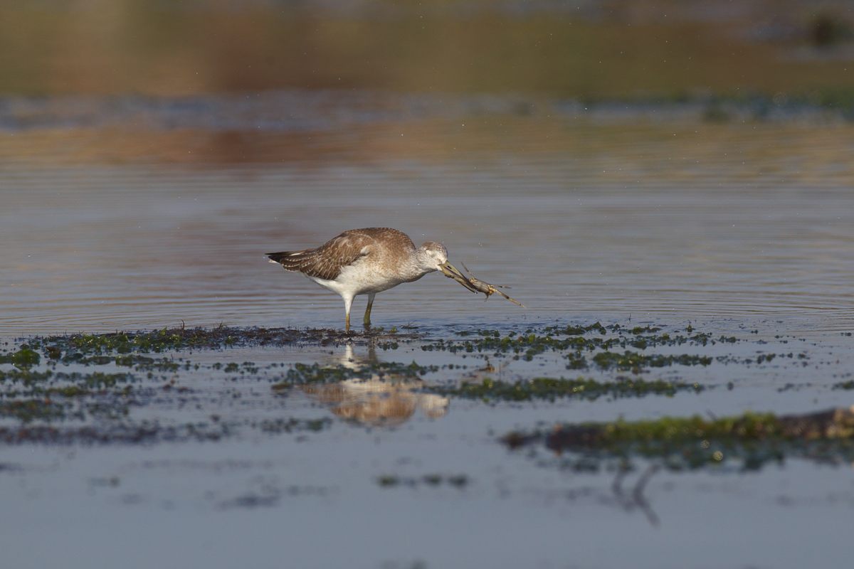 カラフトアオアシシギ（Nordmann\'s greenshank）_d0013455_19565924.jpg