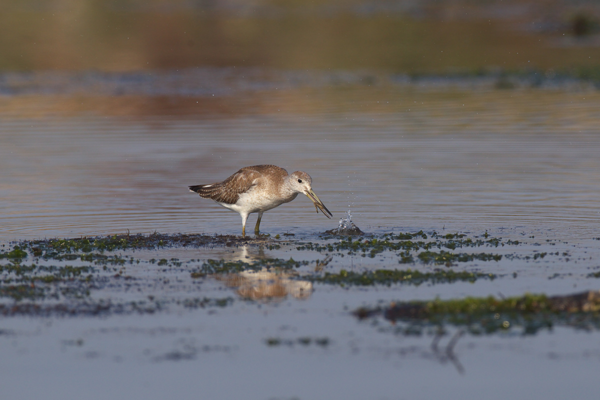 カラフトアオアシシギ（Nordmann\'s greenshank）_d0013455_19572675.jpg