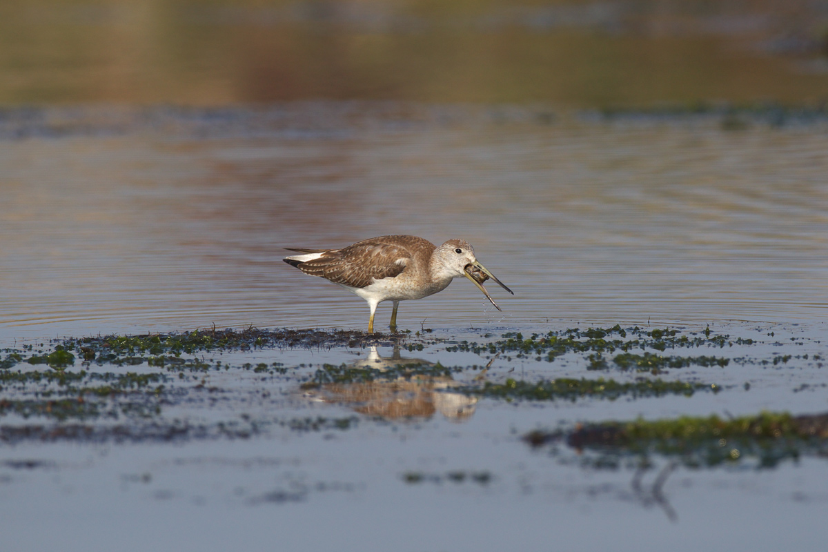 カラフトアオアシシギ(Nordmann\'s greenshank)_d0013455_1958124.jpg