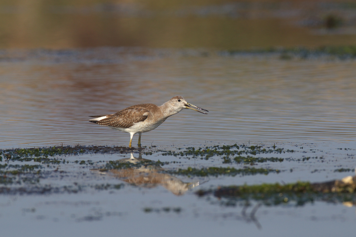 カラフトアオアシシギ（Nordmann\'s greenshank）_d0013455_19585134.jpg