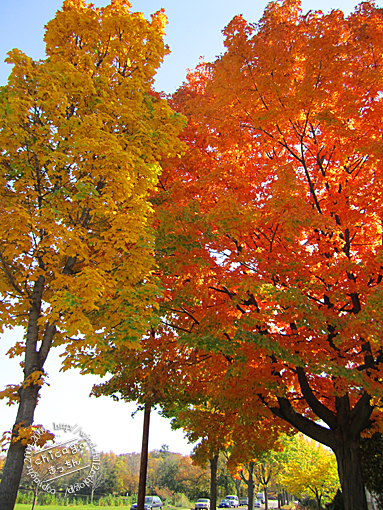 紅葉狩り　と　１号の運転教習_f0006855_1281876.jpg