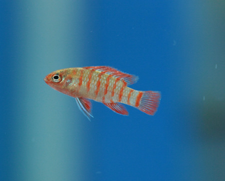 a0162263_2050773.jpg