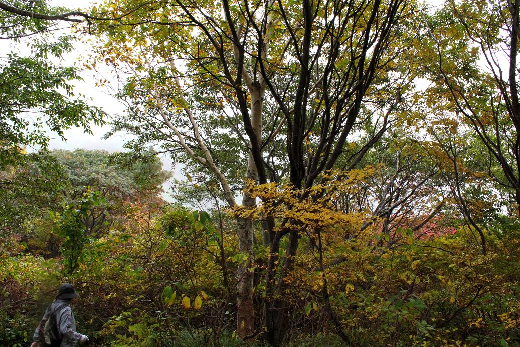 那須・茶臼岳(ちゃうすだけ)は雨だった_a0107574_19481161.jpg