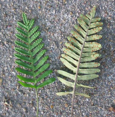 原始植物 シダ 我が身世にふる ながめせしまに