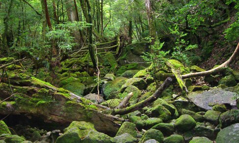 屋久島 神秘的な森を歩く Work Log 屋久島 神秘的な森を歩く Work Log