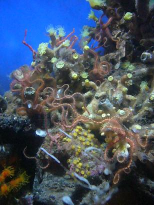 山形へ帰省　＜加茂水族館＞_b0134988_15505717.jpg