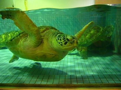 山形へ帰省　＜加茂水族館＞_b0134988_15512948.jpg