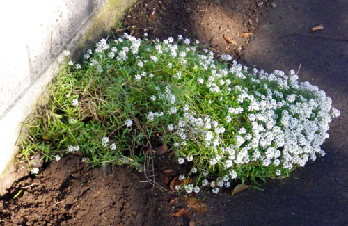ぼちぼち咲いている花と、パンジー苗の植え替え_a0136293_17542328.jpg