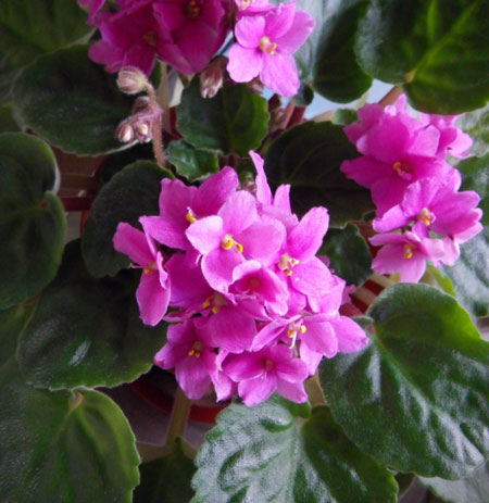 ぼちぼち咲いている花と、パンジー苗の植え替え_a0136293_17543719.jpg