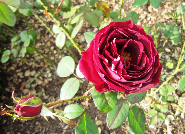 c0125702_21583339.jpg