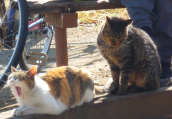 e0131506_0385740.jpg