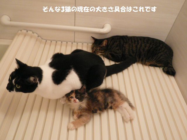 e0094407_15213596.jpg