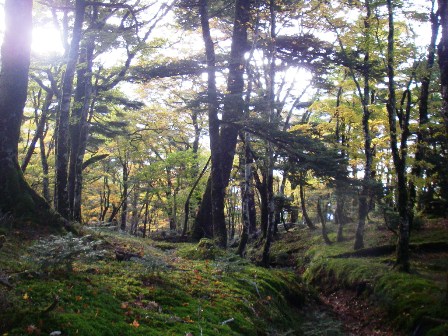 10.10.12(火) 癒しの森_a0062810_10531790.jpg