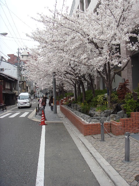 \'08 桜。_d0168411_1114077.jpg