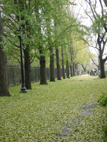 ブルックリン植物園、　嵐の翌日_a0119715_233881.jpg