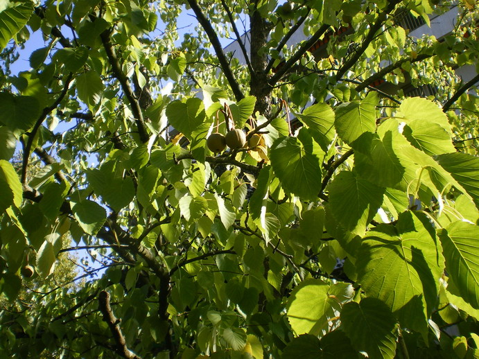 c0124619_16403410.jpg