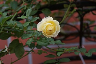 f0170524_159147.jpg