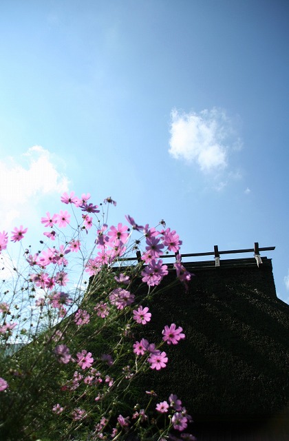 蕎麦の花咲く_e0055532_815516.jpg